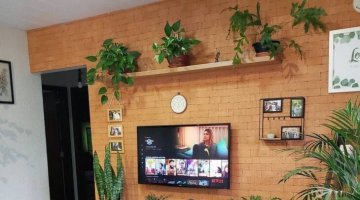 3 PLANTAS PARA COLOCAR NA SALA DE ESTAR