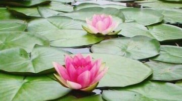 FLOR DE LOTUS